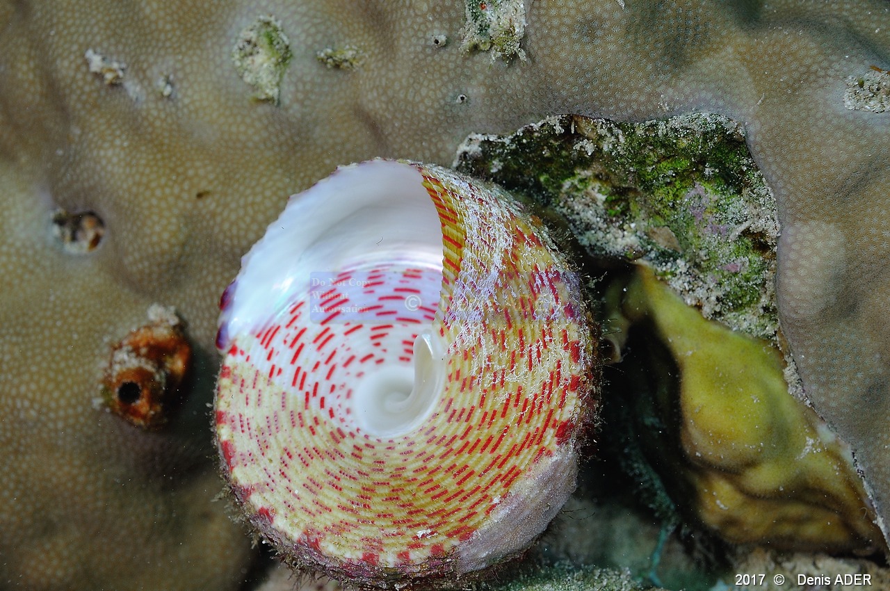 Tectus dentatus troque dentele-Safaga Panomara Reef N-3m-20171123-Denis-ADER-DSC_3673_tn.jpg